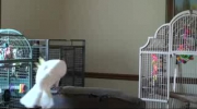 Papuga uwielbia muzykę Michaela Jacksona