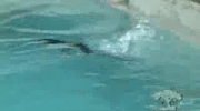 Nauka pływania małej foki
