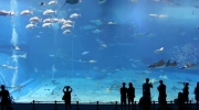 Kuroshio Sea - 2nd largest aquarium tank in the world - shot on 5dmk2