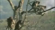 Małpie figle na drzewie