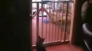 Bad_cat_jump