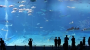 Kuroshio Sea - 2nd largest aquarium tank in the world - shot on 5dmk2 HD