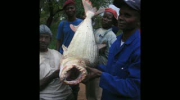 największa pirania na świecie - rekord wielkości - olbrzymi rozmiar ryby