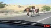 Kon skacze na samochod / horse trampless a car