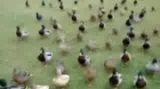 Atak kaczek
