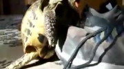 Żółw zabawia się z butem
