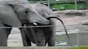 Tak się bawią słonie