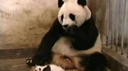 Kichajace dziecko pandy