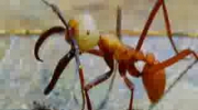 Mrówki idą do szkoły