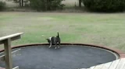 Pies i trampolina