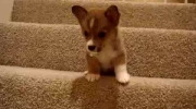 Słodki szczeniak nie umie zejść po schodach