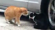 Rozmowa (?) dwóch kotów