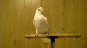 Ta papuga wie jak się dobrze bawić!