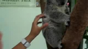 slodziutka koala wymiata