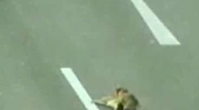 Bohaterski pies ratował swojego kumpla potrąconego na autostradzie
