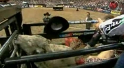 Knockout kowboja na rodeo