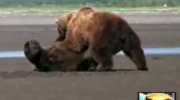 Walka niedźwiedzi siuks24