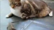 Kot, który boi się myszy