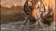 Tygrysom grozi wyginięcie