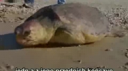 Uratowali żółwia od śmierci