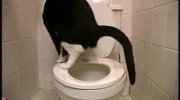 wytrenowany kot sam potrafi zrobic kupe do toalety