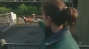 Koza w Nowym Jorku